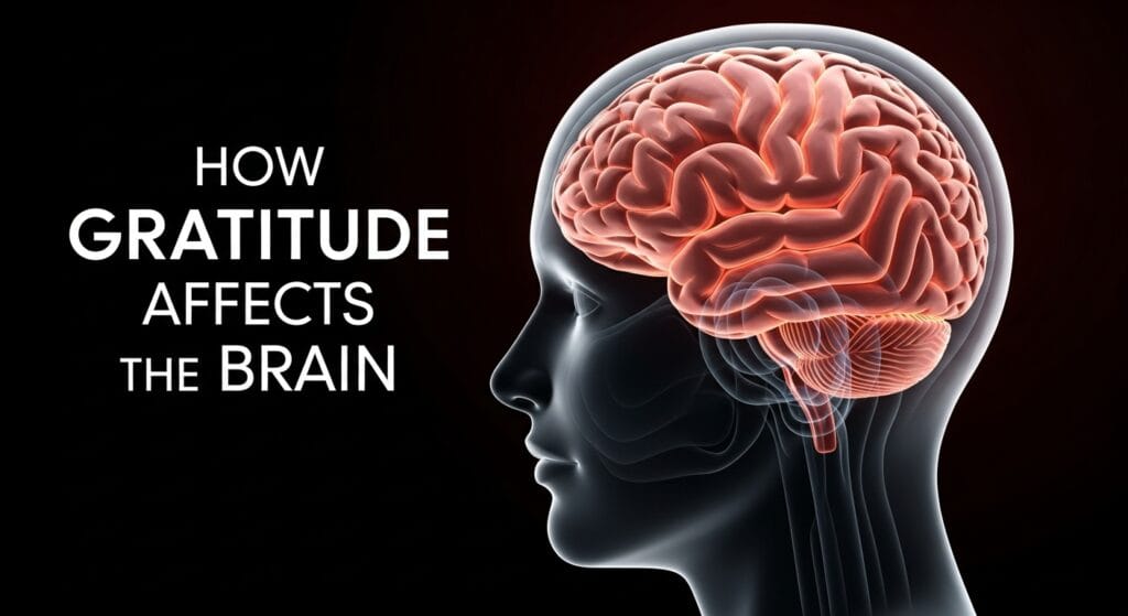 How Gratitude Affects the Brain: The Science Behind a Thankful Mind 2 How Gratitude Affects the Brain